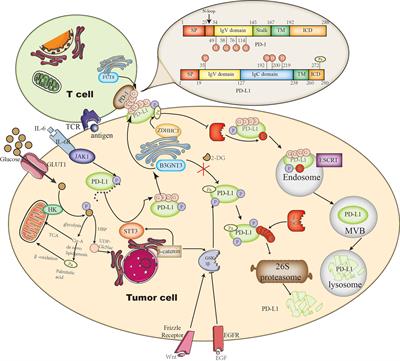 Metabolic Modifications, Inflammation, and Cancer Immunotherapy